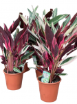 კალათეა (Calathea), 60-80სმ.