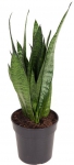სანსევიერა (ზეილანიკა) (Sansevieria Zeylanica), 60-70სმ.