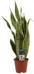 სანსევიერა (ლაურენტი) (Sansevieria Laurentii), 40-50სმ.