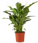 სპატიფილუმი (Spathiphyllum sensation) 80-90სმ.