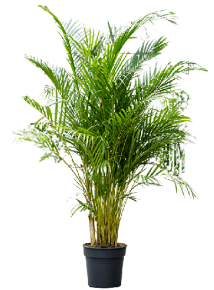 Dypsis palm (Dypsis Lutescens) 130-150 cm.