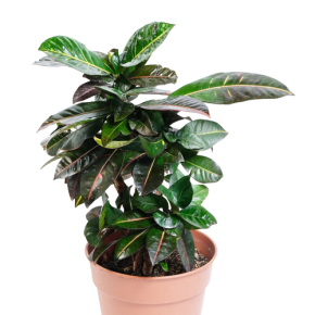 Croton 50 cm.