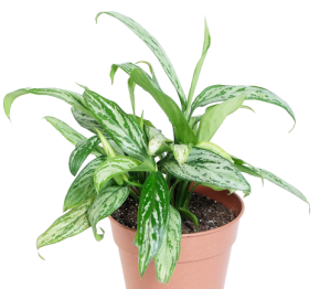 Aglaonema 30 cm.