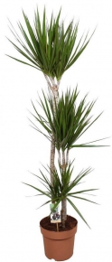 დრაცენა (მარჯინატა) Dracaena Marginata, 130-150 სმ.