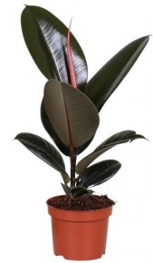 ფიკუს ელასტიკა (Ficus Elastica), 40-50სმ. შავი