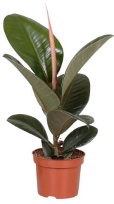 ფიკუს ელასტიკა (Ficus Elastica), 40-50სმ. მწვანე