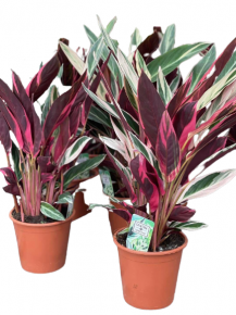 Calathea, 60-80 cm.