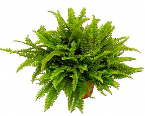 Fern