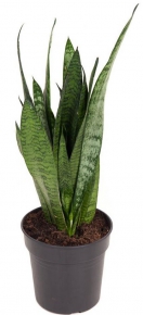 Sansevieria Zeylanica, 60-70 cm.