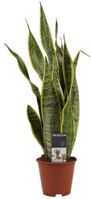 Sanseviera (Laurent) (Sansevieria Laurentii), 40-50 cm.