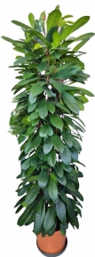 Ficus cyathistipula, 180-190 cm.