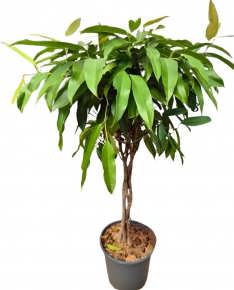Spinning Ficus, 100-110 cm.