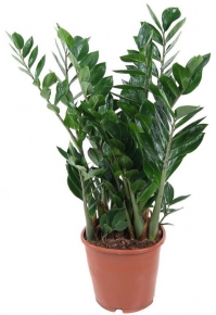 Zamioculcas (Zamioculcas Zamiifolia) 60-70 cm.